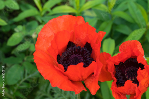 Closeup of beautiful red blooming poppies in a natural field