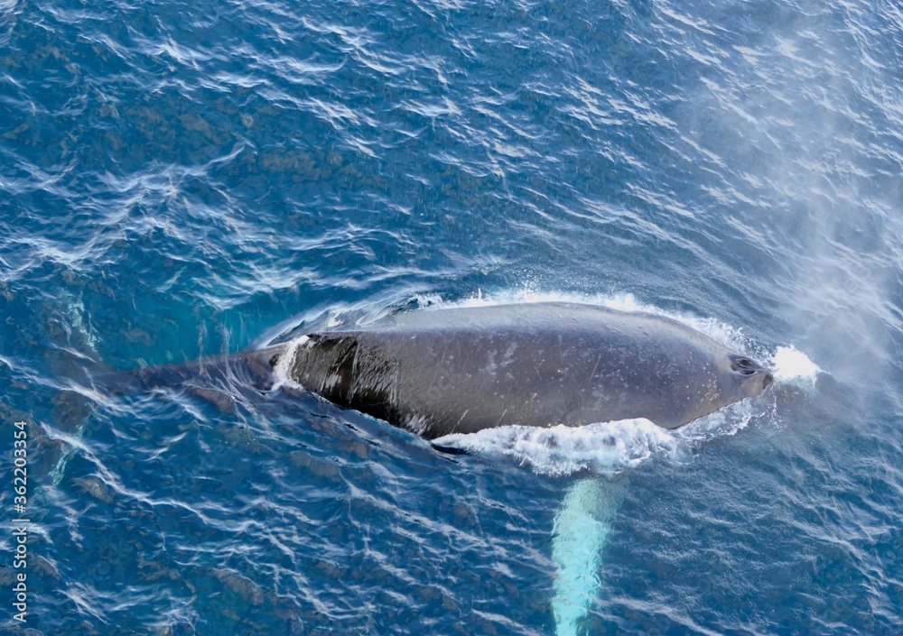 Fototapeta premium Humpback whale surfacing and showing back in blue antarctic ocean, Antarctica