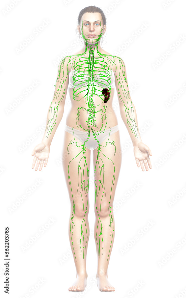 3d rendered medically accurate illustration of a female lymphatic system 3d rendered medically accurate illustration of a female lymphatic system