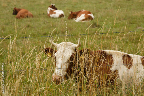 Kühe im Sommerfeld