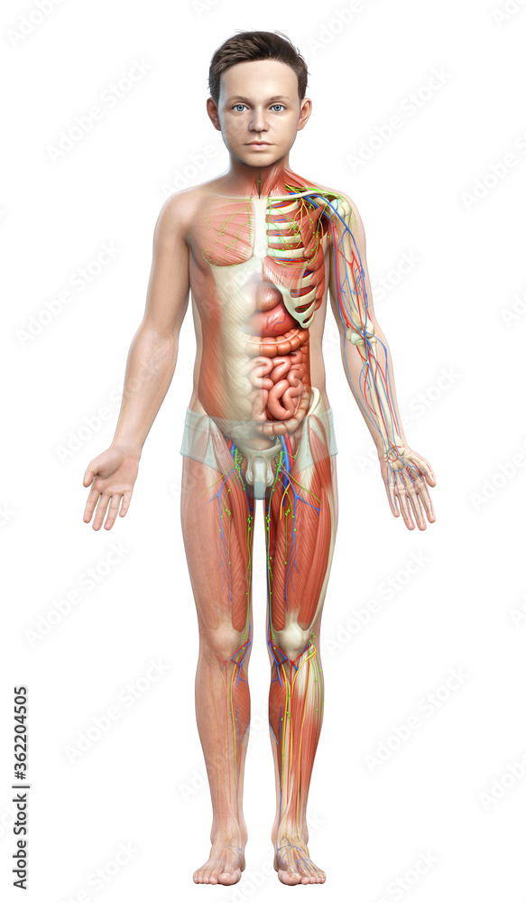 3d rendered medically accurate of the male anatomy 3d rendered medically accurate of the male anatomy