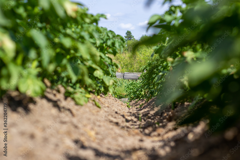 Green field of potato crops in a row. Agriculture. Growing of potato. Green field of potato crops in a row. Agriculture. Growing of potato.