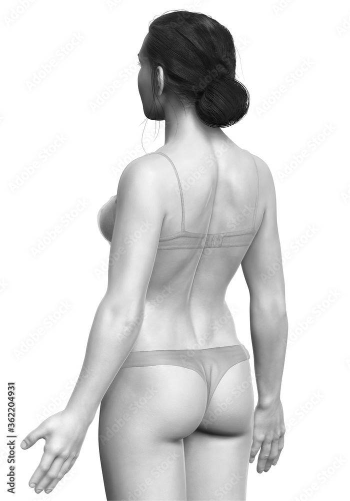 Fototapeta premium 3d rendered illustration of the female body