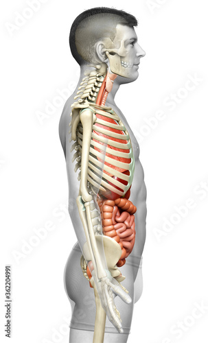 3d rendered medically accurate illustration of male Internal organs and skeleton system