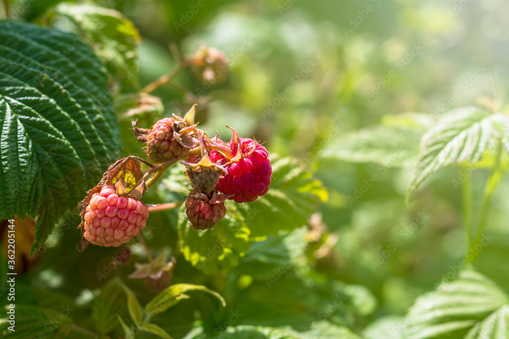 Daylight. raspberry bush on it is a red berry. ripened. Close-up Daylight. raspberry bush on it is a red berry. ripened. Close-up