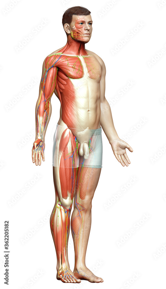 3d rendered medically accurate illustration of a male muscle system 3d rendered medically accurate illustration of a male muscle system