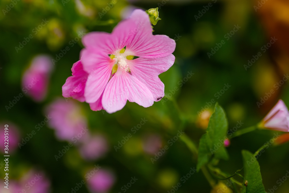 Blooming pink mallow flowers (Malva alcea, cut-leaved mallow, vervain mallow or hollyhock mallow) in summer garden