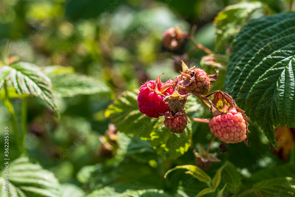 Daylight. raspberry bush on it is a red berry. ripened. Close-up Daylight. raspberry bush on it is a red berry. ripened. Close-up