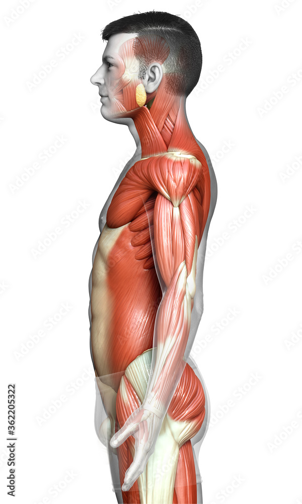 3d rendered medically accurate illustration of a male muscle system 3d rendered medically accurate illustration of a male muscle system