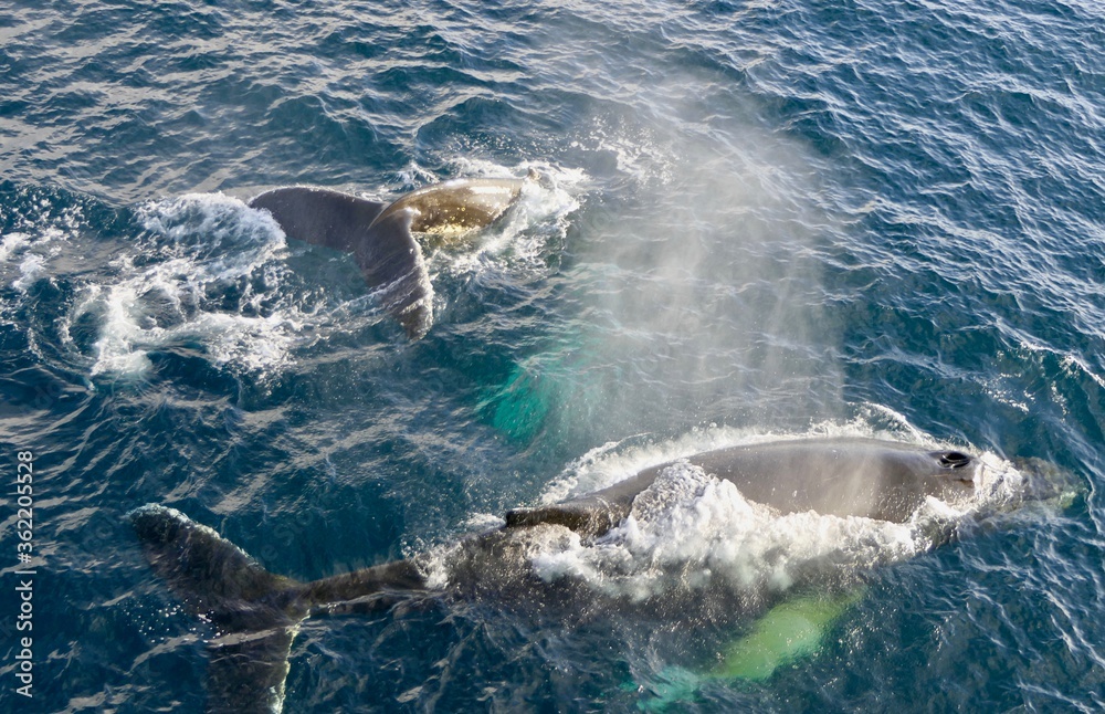 Naklejka premium Two whales surfacing and showing back in blue antarctic ocean, Antarctica