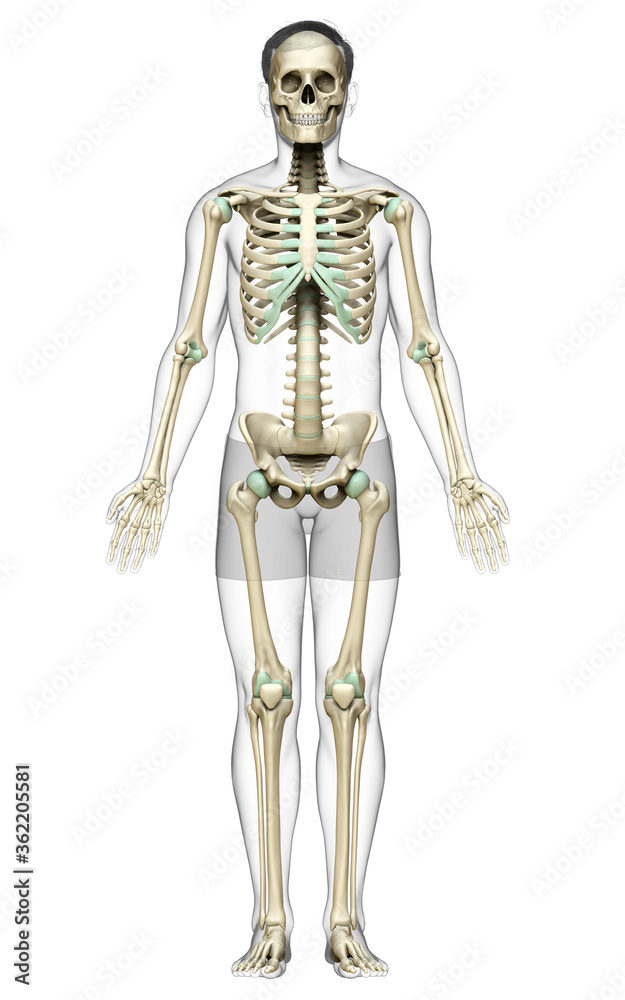 3d rendered, medically accurate illustration of a male skeleton system