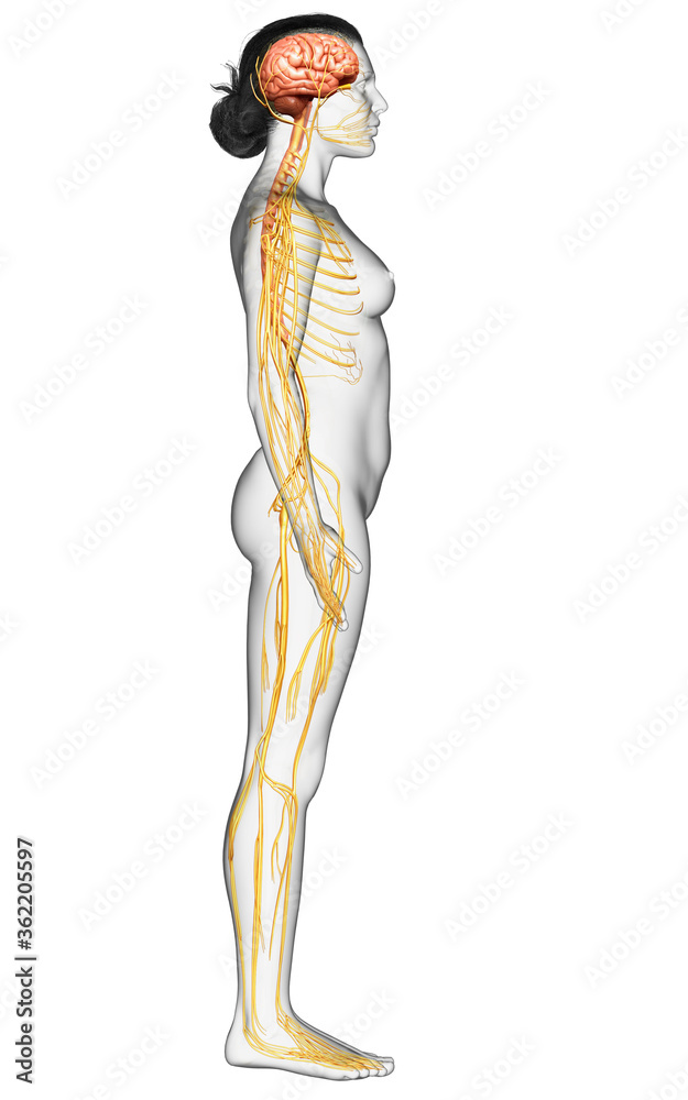 3d rendered medically accurate illustration of a female nervous system 3d rendered medically accurate illustration of a female nervous system