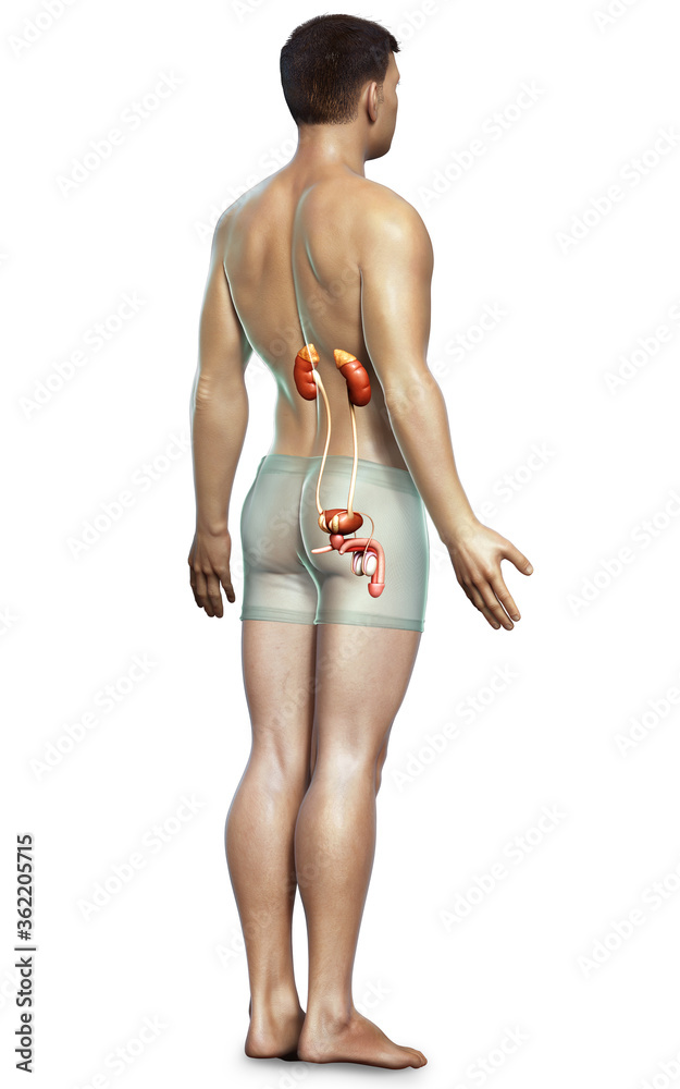 3d rendered, medically accurate illustration of the kidneys 3d rendered, medically accurate illustration of the kidneys