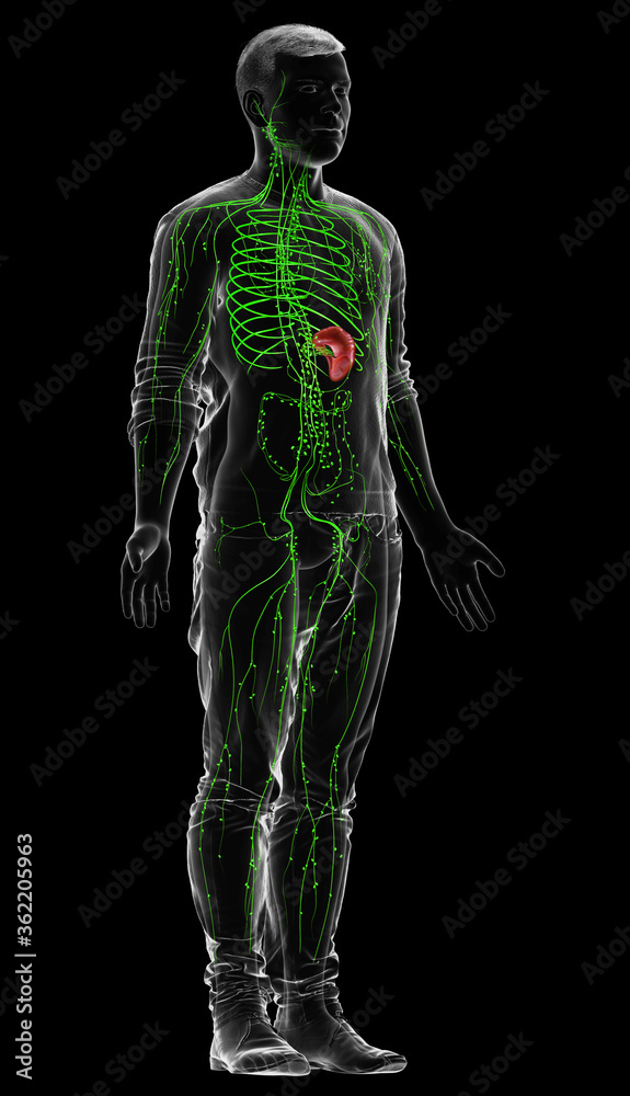 3d rendered medically accurate illustration of a male lymphatic system