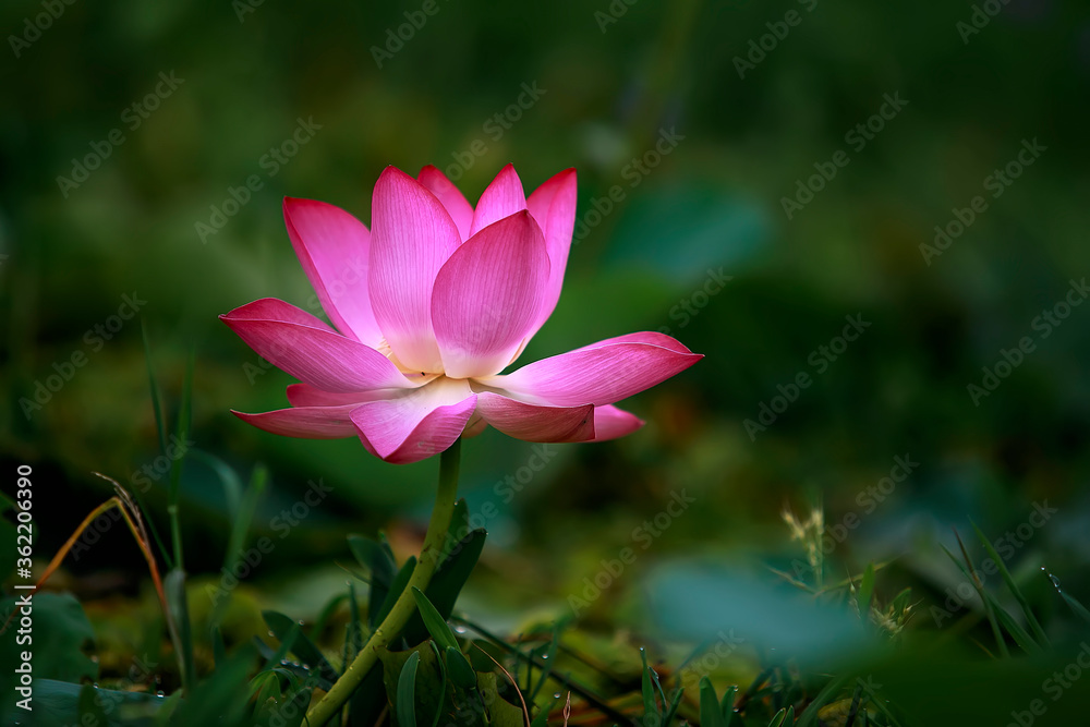 Water Lily photographs taken place in Dhaka, Bangladesh Water Lily photographs taken place in Dhaka, Bangladesh