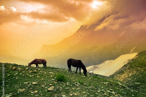 Fototapeta Naklejka Na Ścianę i Meble -  A herd of horses grazing in a meadow near the Rohtang Pass on the Leh - Manali highway.