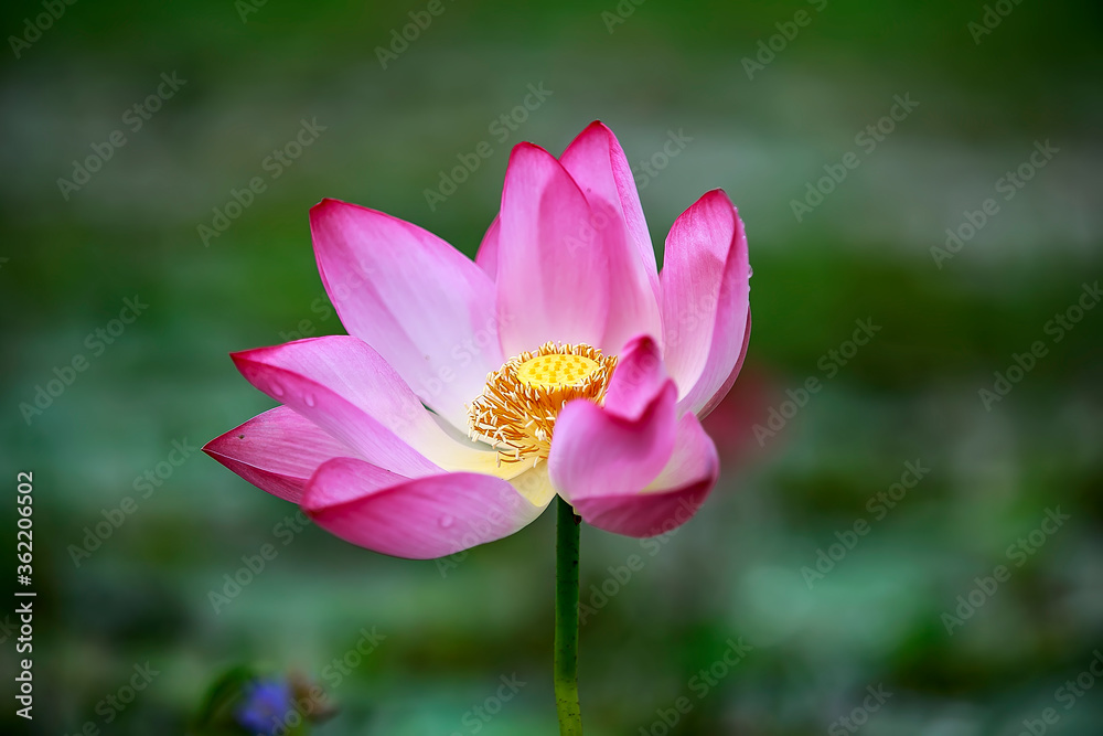 Water Lily photographs taken place in Dhaka, Bangladesh Water Lily photographs taken place in Dhaka, Bangladesh