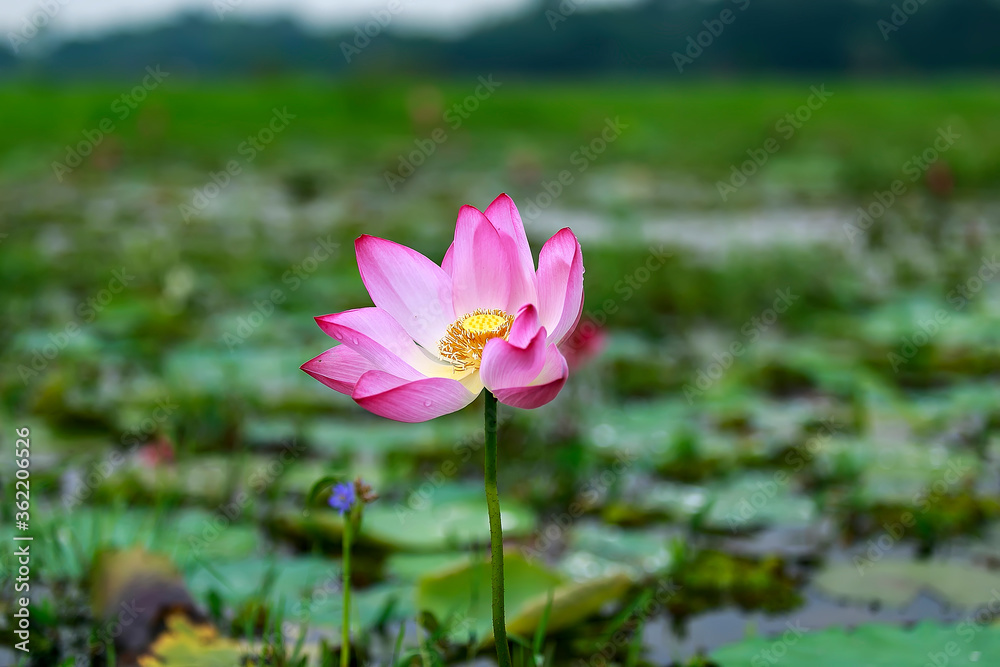Water Lily photographs taken place in Dhaka, Bangladesh Water Lily photographs taken place in Dhaka, Bangladesh