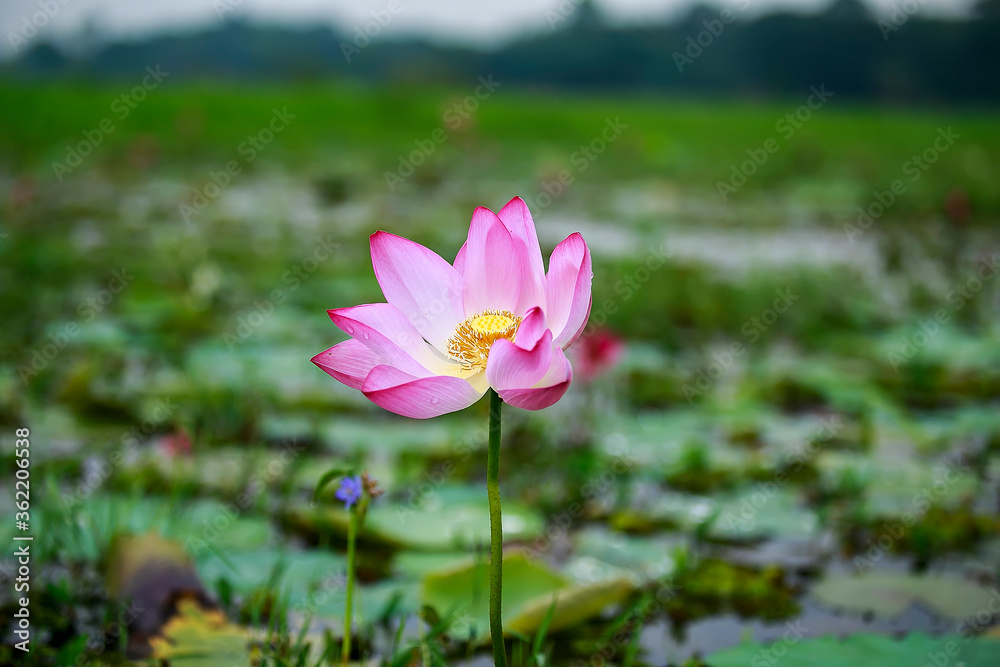 Water Lily photographs taken place in Dhaka, Bangladesh Water Lily photographs taken place in Dhaka, Bangladesh