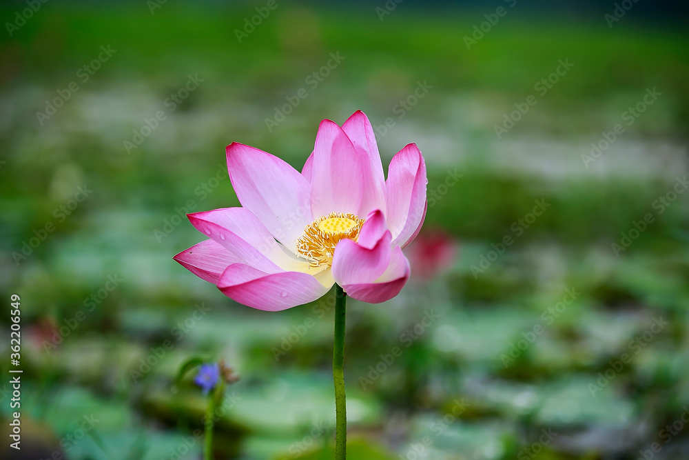 Water Lily photographs taken place in Dhaka, Bangladesh Water Lily photographs taken place in Dhaka, Bangladesh