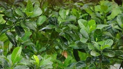 Wallpaper Mural The atmosphere of a rainy day with leaves Torontodigital.ca