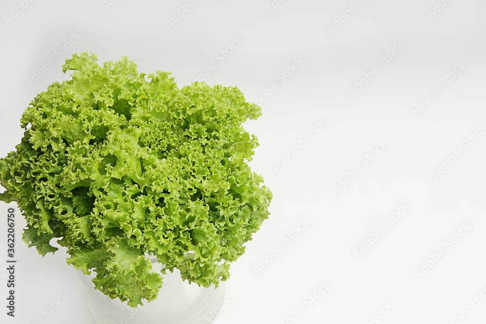 Fototapeta premium bright fresh lettuce leaves close up
