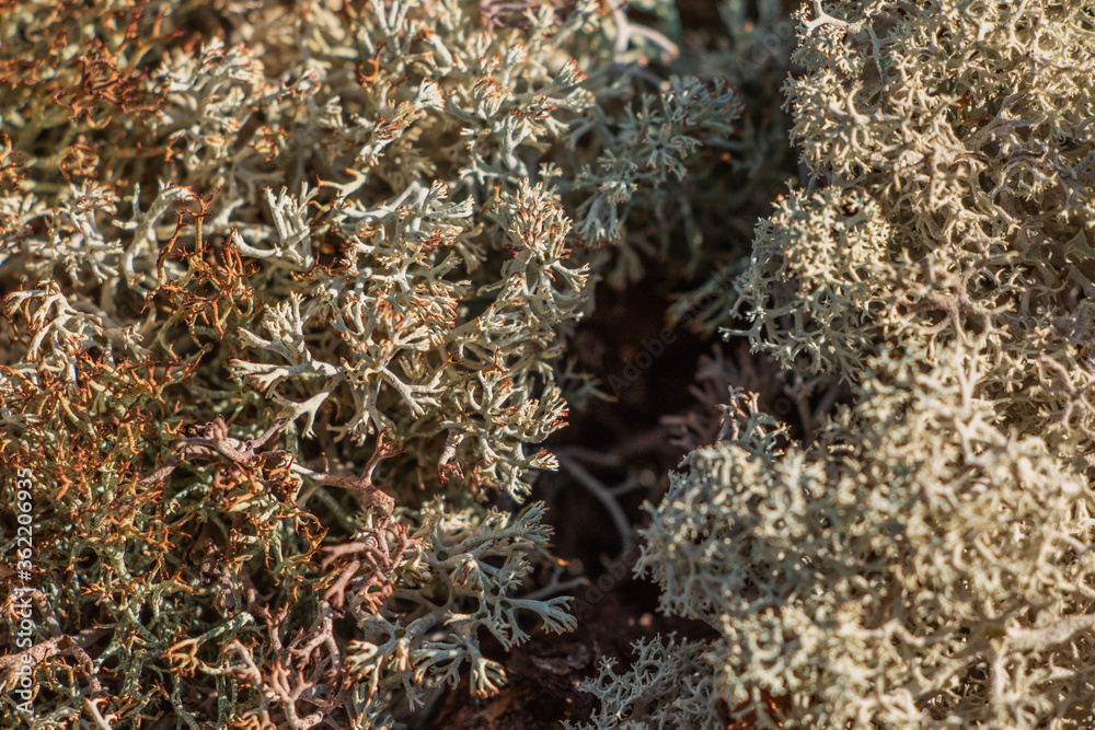 forest moss close up