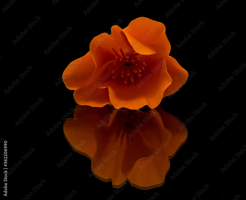 A single isolated California Poppy on a reflective surface with a black backgroung