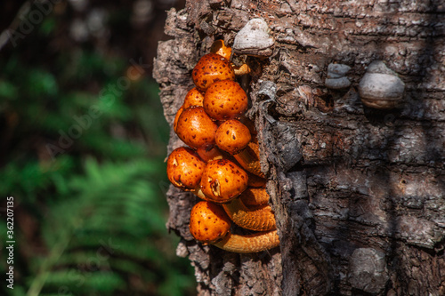 bright orange pholiota aurivella on a tree