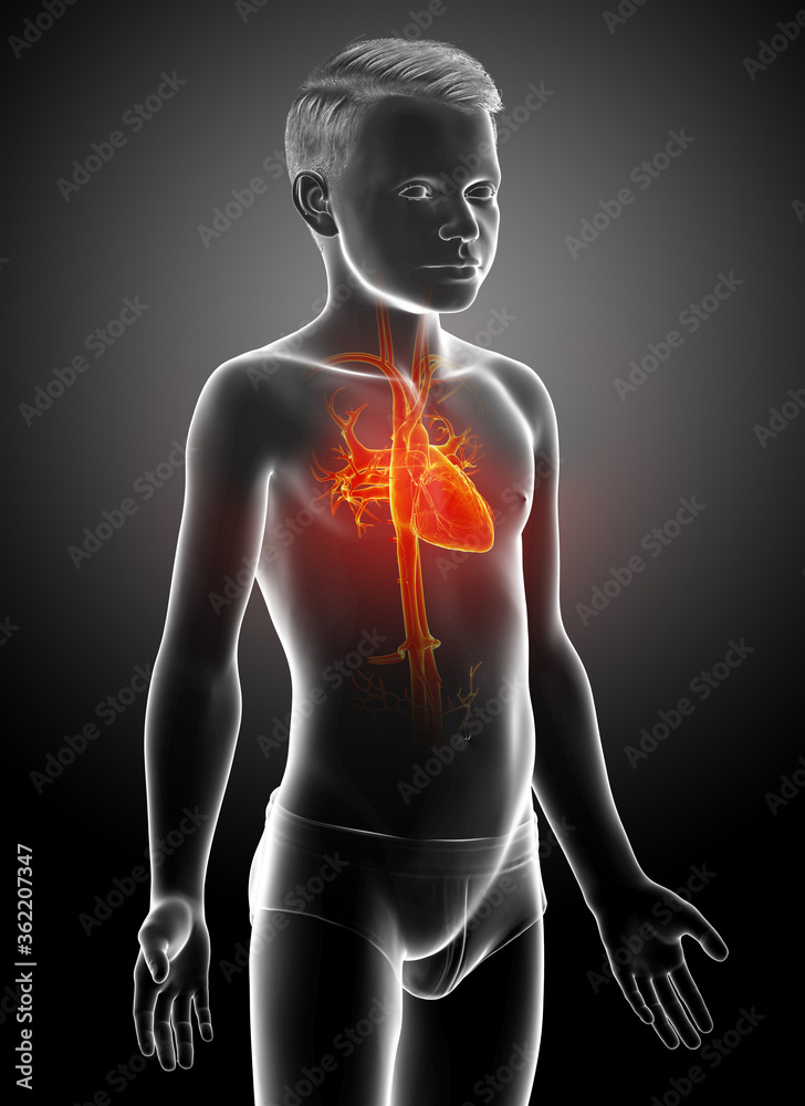 3d rendered medically accurate illustration of highlighted orange young boy heart anatomy 3d rendered medically accurate illustration of highlighted orange young boy heart anatomy