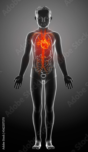 Fototapeta Naklejka Na Ścianę i Meble -  3d rendered medically accurate illustration of highlighted orange young boy  heart anatomy