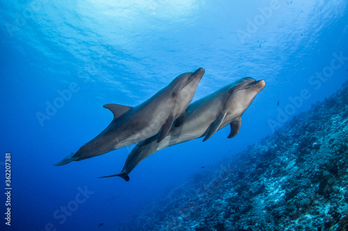 dolphins underwater © Tropicalens