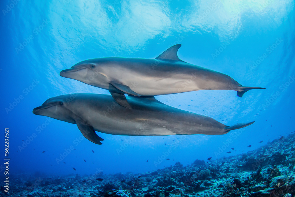 dolphins underwater dolphins underwater