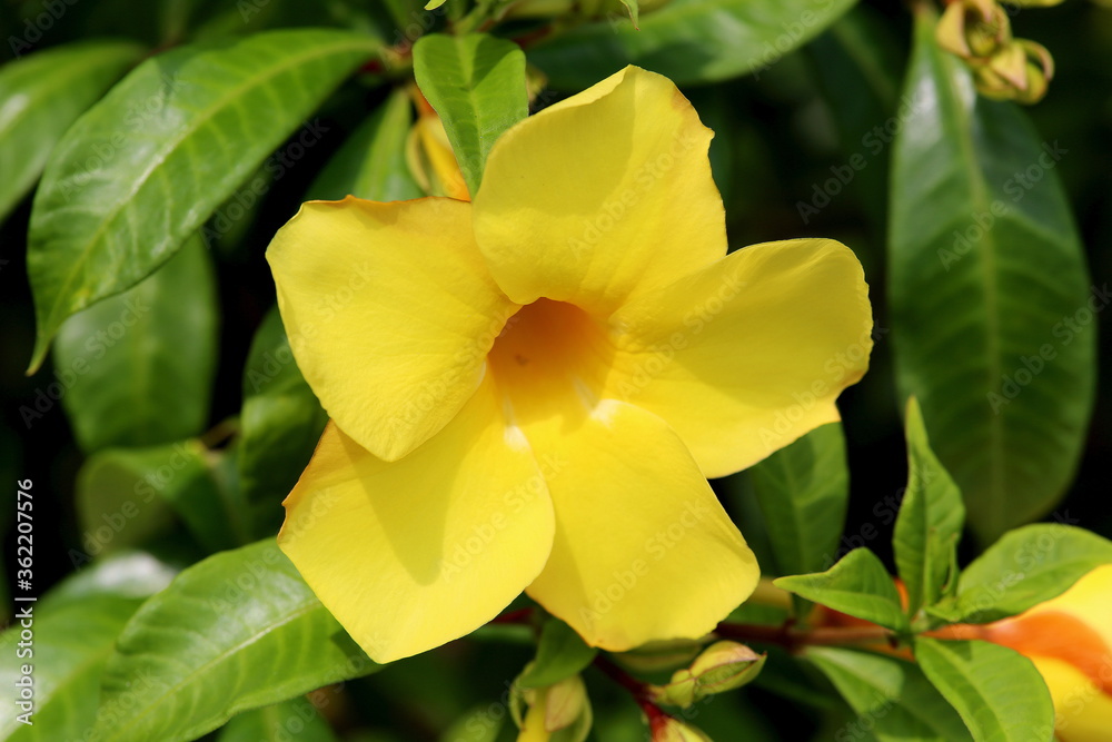 Naklejka premium Spring flower with five petals