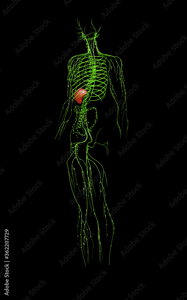 3d rendered medically accurate illustration of the lymphatic system 3d rendered medically accurate illustration of the lymphatic system