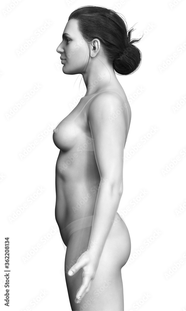 3d rendered illustration of the female body 3d rendered illustration of the female body