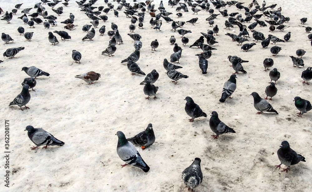 Fototapeta premium Pigeons on snow