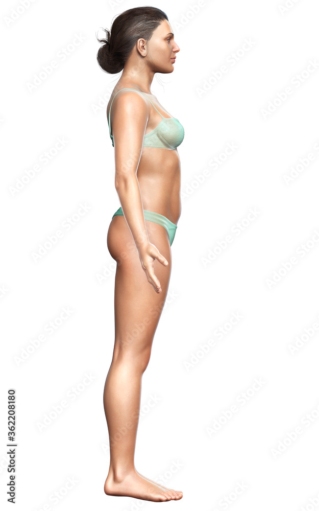 Naklejka premium 3d rendered illustration of the female body
