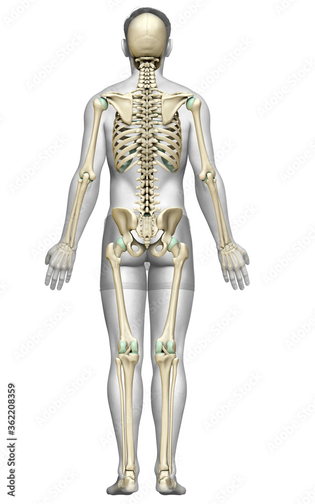 3d rendered, medically accurate illustration of a male skeleton system 3d rendered, medically accurate illustration of a male skeleton system