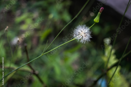 it is considered a weed but still so beautiful photo