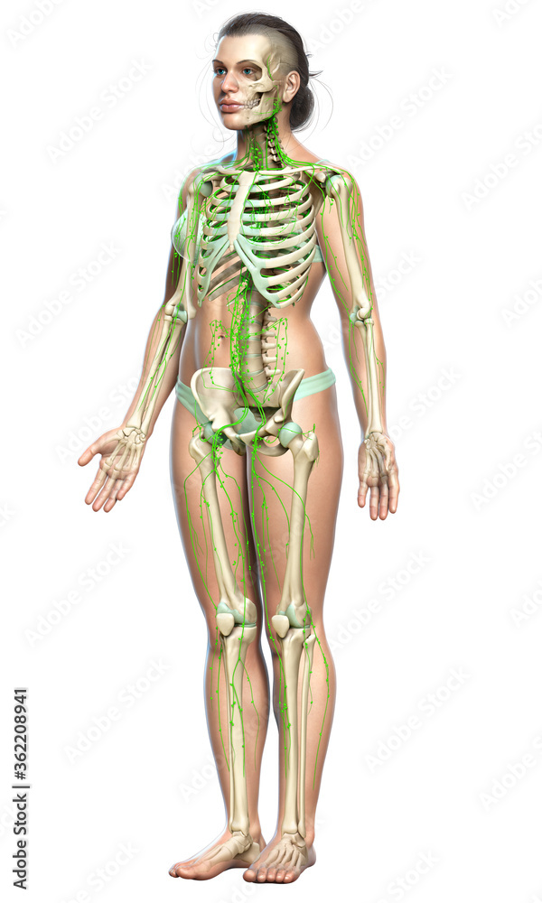 3d rendered medically accurate illustration of a female lymphatic system 3d rendered medically accurate illustration of a female lymphatic system