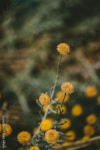 yellow dandelions in the wind