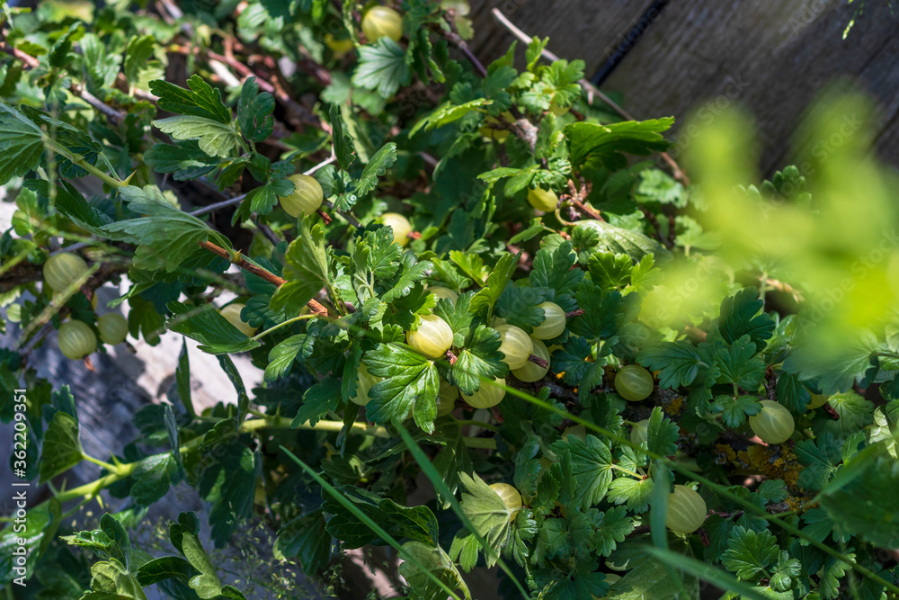 Daylight. gooseberry bush on it is a green berry. ripened. Close-up. Daylight. gooseberry bush on it is a green berry. ripened. Close-up.