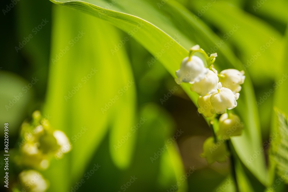 May lily of the valley May lily of the valley