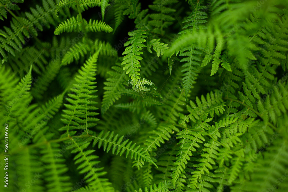 fern branches on a dark background