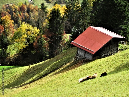 Autumn landscape at Gimmelwald  village Switzerland. photo 