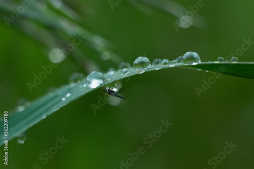 an insect in the grass with raindrops