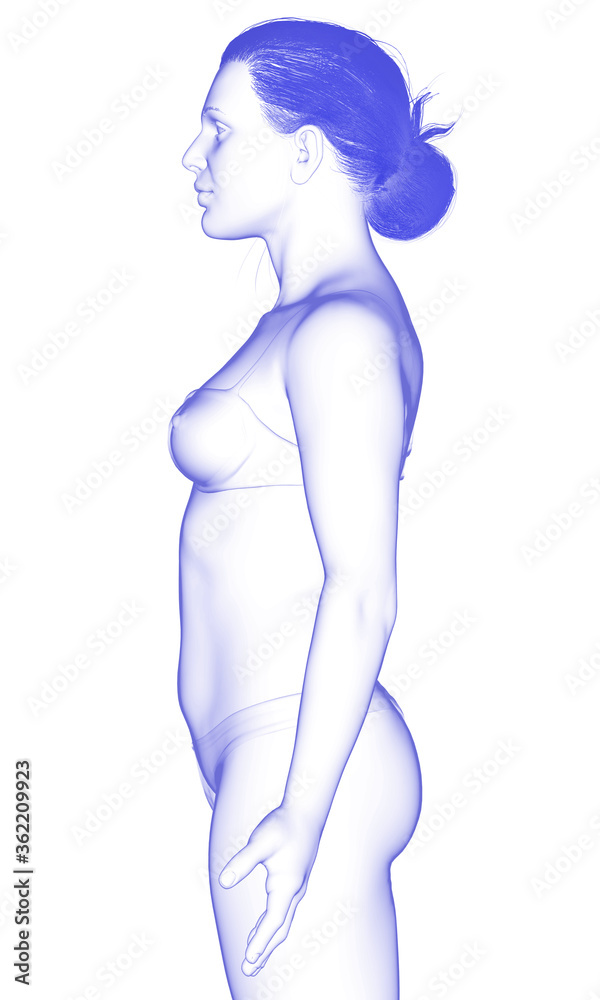 Fototapeta premium 3d rendered illustration of the female body