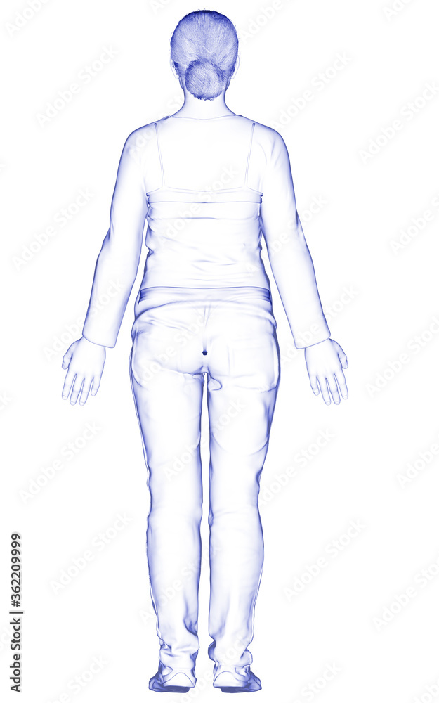3d rendered illustration of the female body 3d rendered illustration of the female body