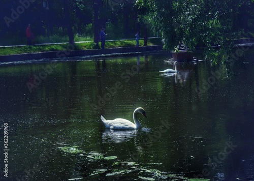 swans on the lake